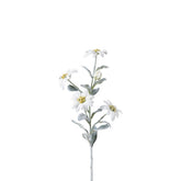 Tallo de Edelweiss