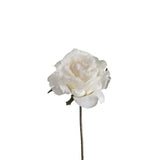 open snow-covered rose stem