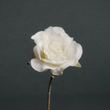 open snow-covered rose stem