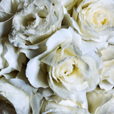 open snow-covered rose stem