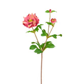 Helleborus Niger Stem with Bud