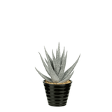 Succulente Haworthia glitter in vaso