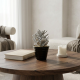 Glittering Crassula succulent in pot