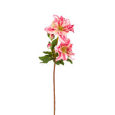 Tallo de Helleborus Niger