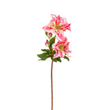 Tallo de Helleborus Niger