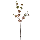 Follaje de Enkianthus