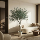 potted olive tree 240 cm