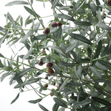 potted olive tree 240 cm