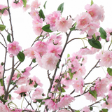 Potted flowering cherry tree 245 cm