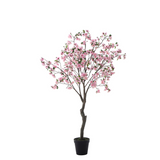 Flowering cherry tree in pot 210cm