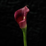 Premium short Arum spathe stem 75cm