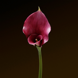 Premium 75cm long spathe Arum stem