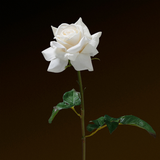 Tige de Rose ouverte Premium 50cm