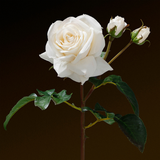 Premium 56cm Open Rose Stem with Buds