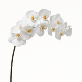 Premium Orchid Stem 100cm