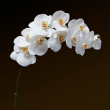 Tallo de orquídea premium de 100 cm