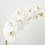 Premium Orchid Stem 72cm