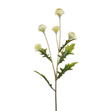 Stelo da ping pong crisantemo 62 cm