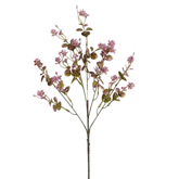 Fusto di eucalipto 66 cm