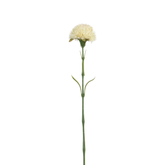 Tige de Chardon 60 cm