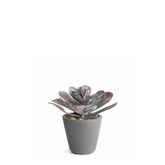 Suculenta maya en maceta