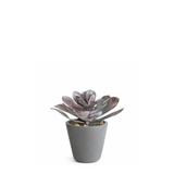 Suculenta maya en maceta