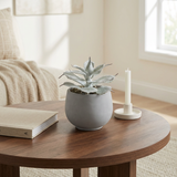 Suculenta maya en maceta