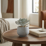 Suculenta maya en maceta