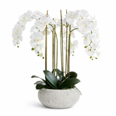 Composición Orquídea Serena 85 cm