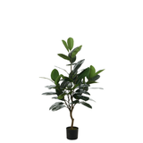 Ficus en maceta de 130 cm
