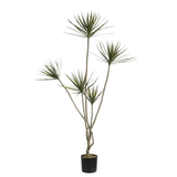 Cordyline en pot 180 cm