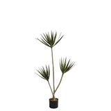 Cordyline en pot 120 cm