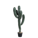 Cactus Cereus en pot 98 cm