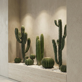 Cactus Cereus en pot 98 cm