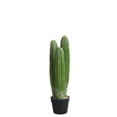 Cactus Cereus en pot 63 cm