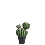 Cactus rond en pot 32 cm