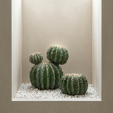 Cactus rond en pot 32 cm