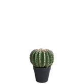 Cactus rond en pot 22 cm