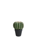 Cactus rond en pot 22 cm