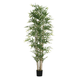 Bambou en pot 210 cm
