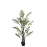 Palmier Kwai en pot 150 cm