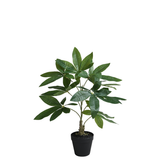 Pachira in vaso 52 cm