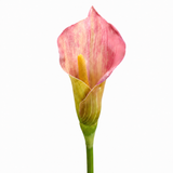 Tige d'Arum 75 cm bordeaux, fleur artificielle, packshot fond blanc, Sia Deco
