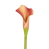 Kelly Calla Lily Stem