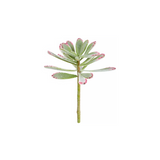 Kalanchoe Succulent Foliage