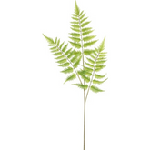 Tallo de helecho H90