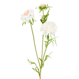 Flowering Scabiosa Stem