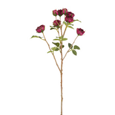 Tallos de rosa cerrados TEA