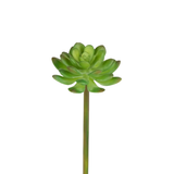 Echeveria succulent foliage