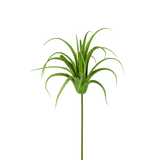 Tillsandia Foliage